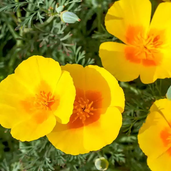 Yellow Poppy
