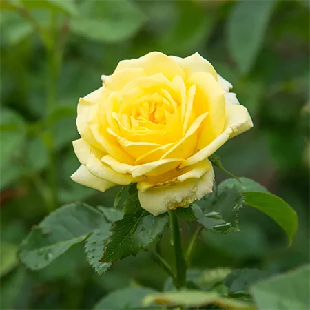 Yellow Rose