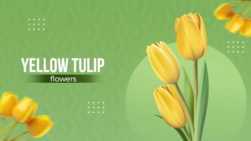 Yellow Tulips