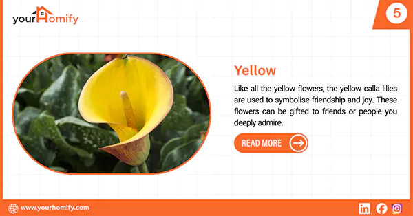 Yellow calla lily