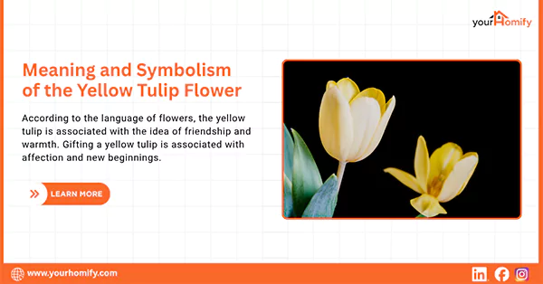 Yellow tulip meaning
