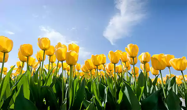 Yellow Tulips