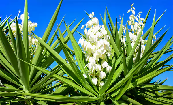 Yucca Flower