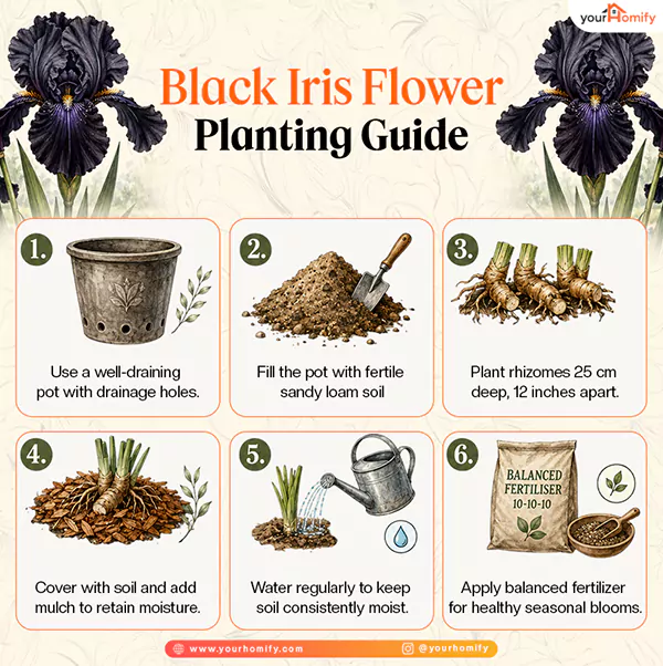 black iris flower planting
