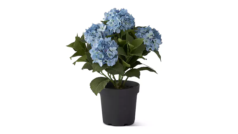 blue hydrangea 1
