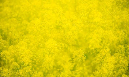 Groundsel flowers gallery 11
