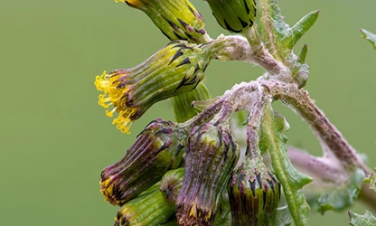 Groundsel flowers gallery 12