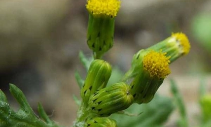 Groundsel flowers gallery 14