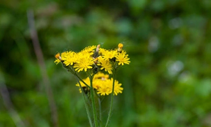 Groundsel flowers gallery 15
