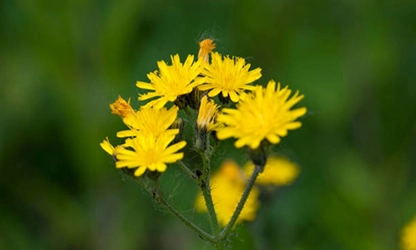 Groundsel flowers gallery 7