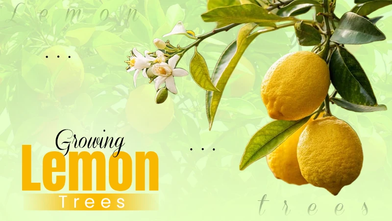 growing lemon trees