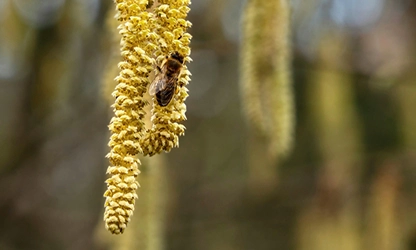 Hazel flowers featured