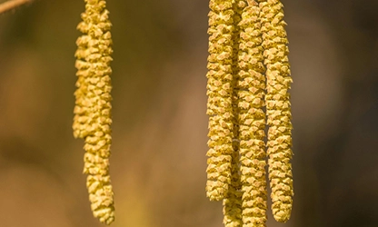 Hazel flowers gallery 1