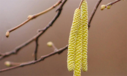 Hazel flowers gallery 2