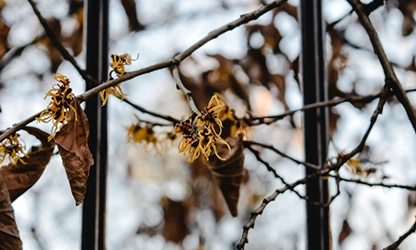 Hazel flowers gallery 5