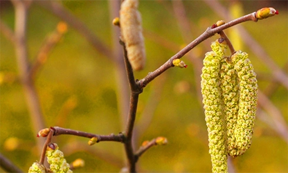 Hazel flowers gallery 8