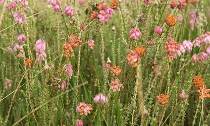 Heath flowers gallery 1