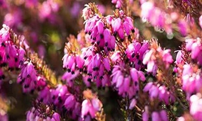 Heath flowers gallery 14