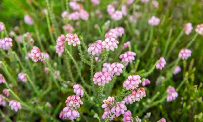 Heath flowers gallery 15