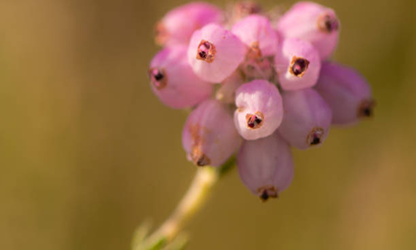 Heath flowers gallery 7