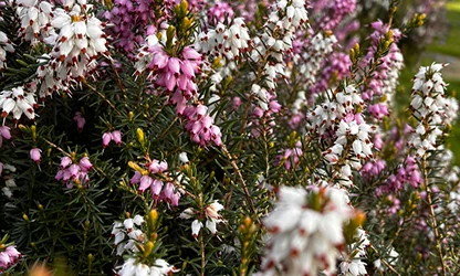 Heather flowers featured