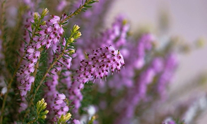 Heather flowers gallery3