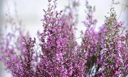 Heather flowers gallery6