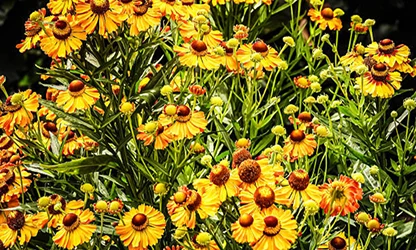 Helenium flowers gallery 10