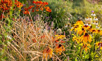 Helenium flowers gallery 14