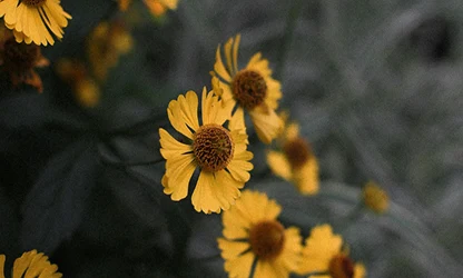 Helenium flowers gallery 15