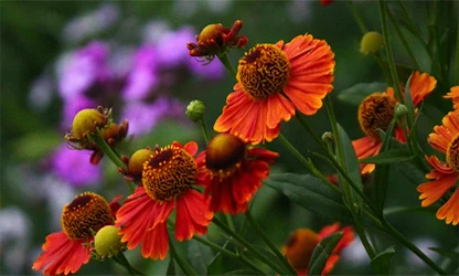 Helenium flowers gallery 4