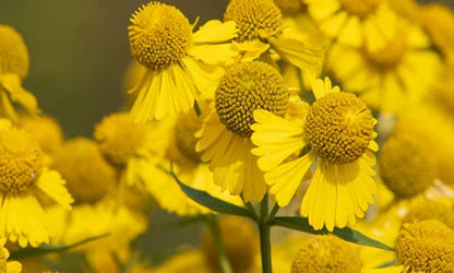 Helenium flowers gallery 5