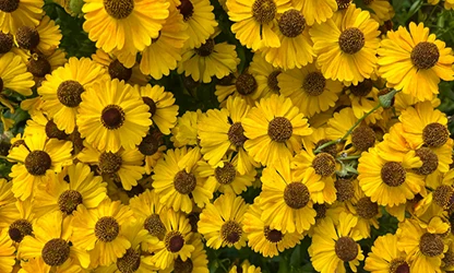 Helenium flowers gallery 6