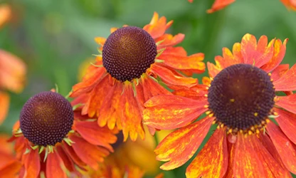 Helenium flowers gallery 7