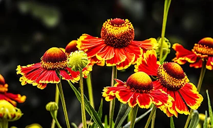 Helenium flowers gallery 9