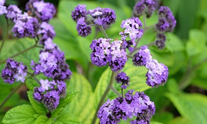 Heliotrope flowers featured