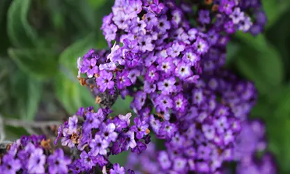 Heliotrope flowers gallery 1