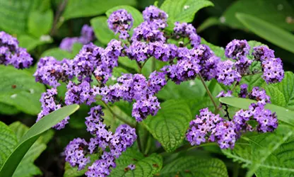 Heliotrope flowers gallery 10