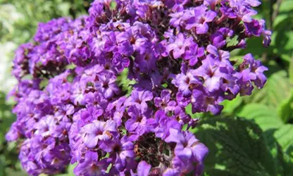 Heliotrope flowers gallery 5