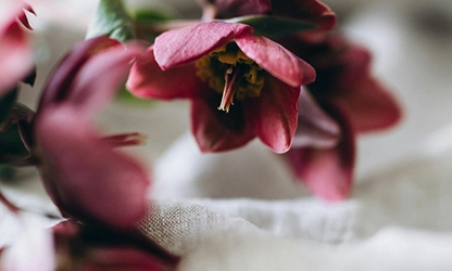 Hellebore flowers featured