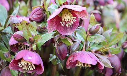Hellebore flowers gallery 1