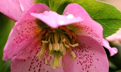 Hellebore flowers gallery 12