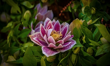Hellebore flowers gallery 5