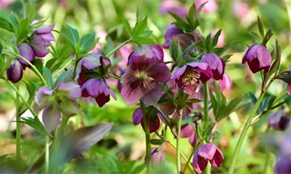 Hellebore flowers gallery 8