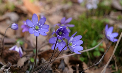 Hepatica flowers featured