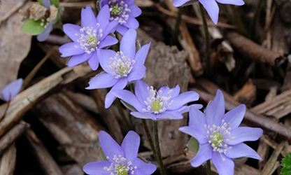 Hepatica flowers gallery 3