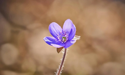 Hepatica flowers gallery 4