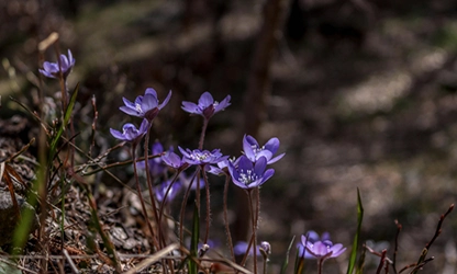 Hepatica flowers gallery 5