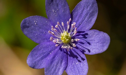 Hepatica flowers gallery 6