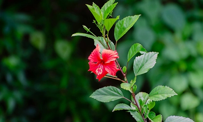 Hibiscus flowers featured